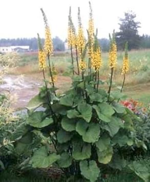 Flower Seeds, Seeds,Seeds For Planting,Plant Seeds
