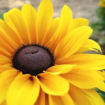 Flower Seeds, Seeds,Seeds For Planting,Plant Seeds