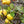 Fruit Seeds,Garden seeds, Seeds For Planting,Plant Seeds