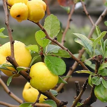 Fruit Seeds,Garden seeds, Seeds For Planting,Plant Seeds
