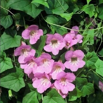 Flower Seeds, Seeds,Seeds For Planting,Plant Seeds