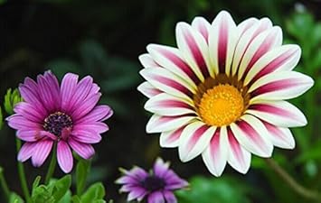 Flower Seeds, Seeds,Seeds For Planting,Plant Seeds