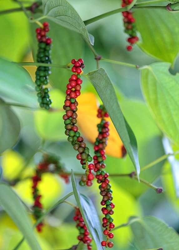 Green Piper Nigrum Black Pepper Seeds for Planting – Heirloom, Non-GMO, Organic Garden Seeds with High Germination