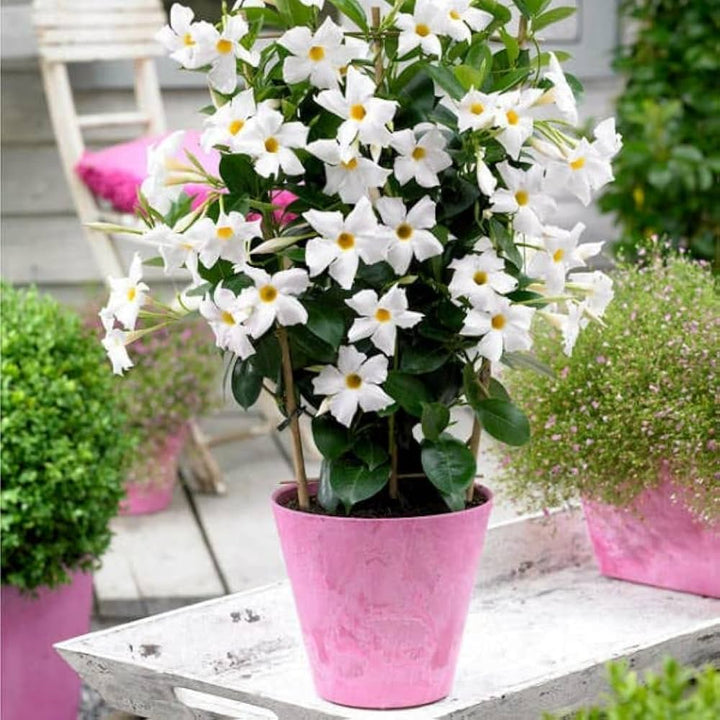 White Mandevilla Sanderi Flower Seeds for Planting – Easy to Grow, Heirloom, Non-GMO, High Germination Organic Garden Seeds