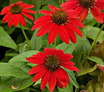 Flower Seeds, Seeds,Seeds For Planting,Plant Seeds