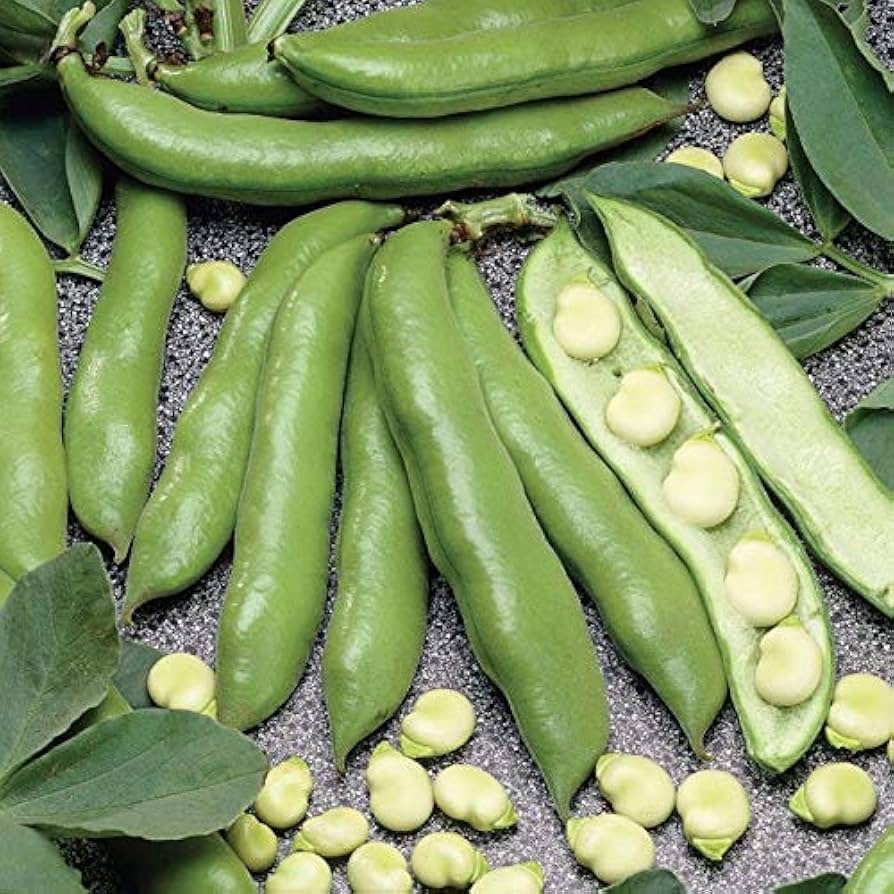 Vegetable Seeds,Garden seeds, Seeds For Planting,Plant Seeds