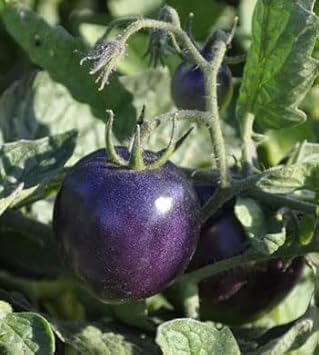 Vegetable Seeds,Garden seeds, Seeds For Planting,Plant Seeds
