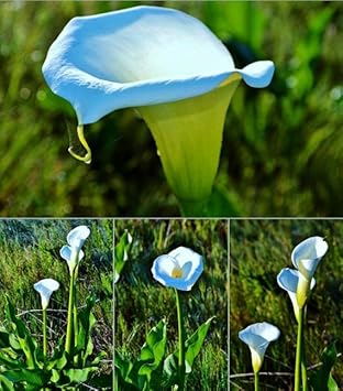 Flower Seeds, Seeds,Seeds For Planting,Plant Seeds