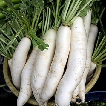 Vegetable Seeds,Garden seeds, Seeds For Planting,Plant Seeds