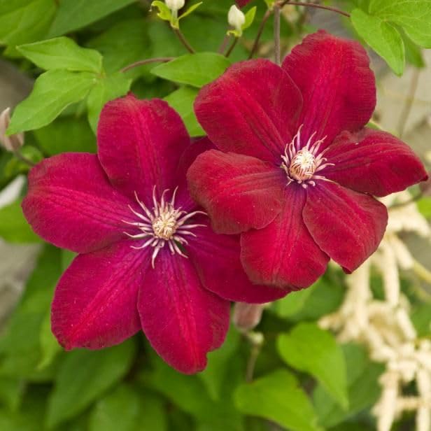 Deep Red Clematis Flower Seeds - Drought Tolerant, Heirloom, Non-GMO Organic Garden Seeds for Planting