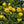 Fruit Seeds,Garden seeds, Seeds For Planting,Plant Seeds