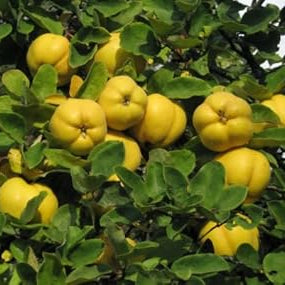 Fruit Seeds,Garden seeds, Seeds For Planting,Plant Seeds