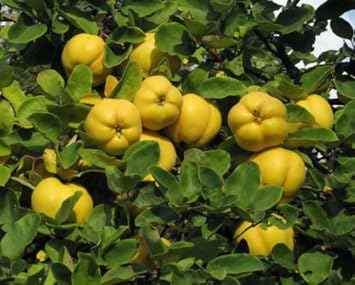 Fruit Seeds,Garden seeds, Seeds For Planting,Plant Seeds
