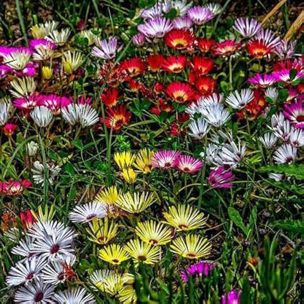 Yellow Red Ice Flower Seeds for Planting – Heirloom, Non-GMO, High Germination Organic Garden Seeds