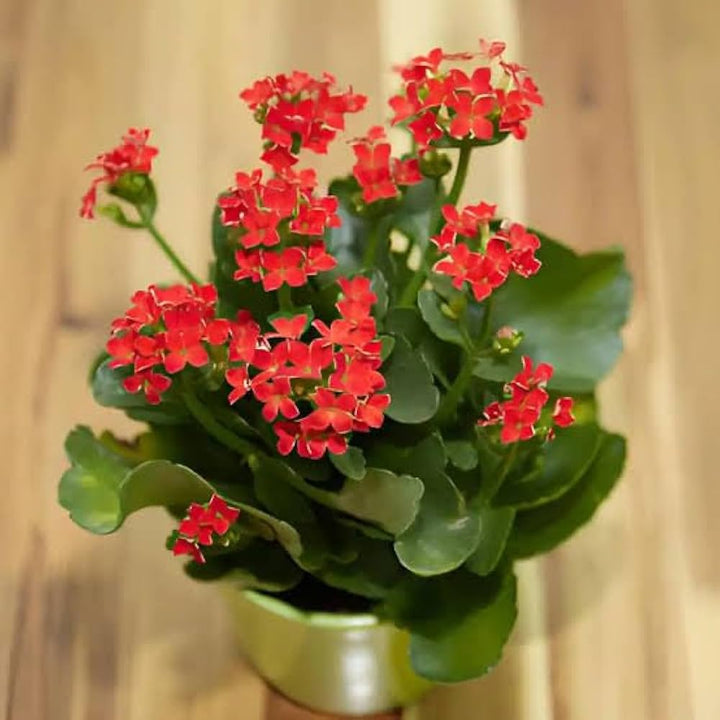 Kalanchoe Flower Seeds for Planting – Heirloom, Non-GMO, Bright Blooms Organic Garden Seeds