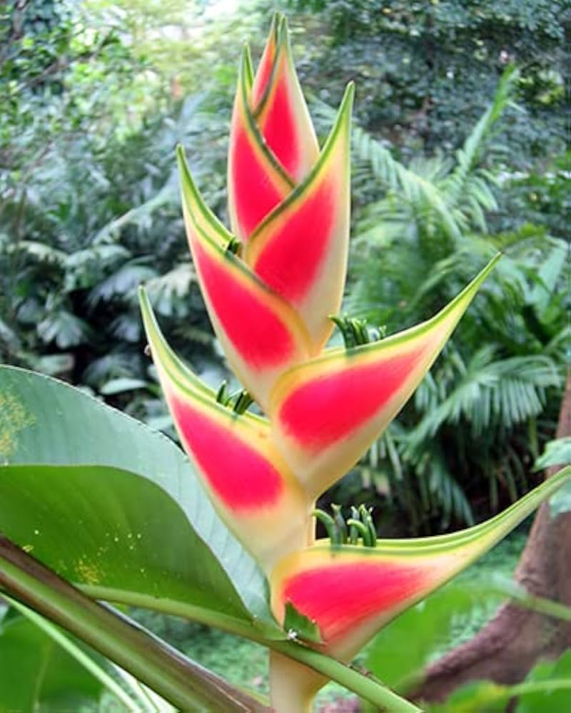 Heliconia Wagneriana Flower Seeds for Planting – Heirloom, Non-GMO, High Germination Organic Garden Seeds