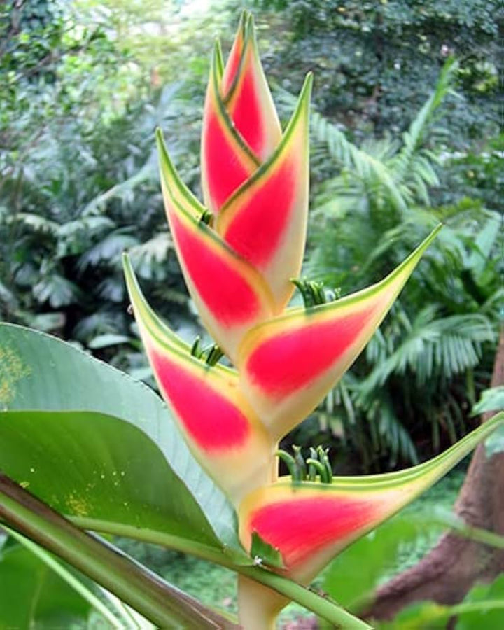 Heliconia Wagneriana Flower Seeds for Planting – Heirloom, Non-GMO, High Germination Organic Garden Seeds