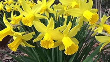 Flower Seeds, Seeds,Seeds For Planting,Plant Seeds