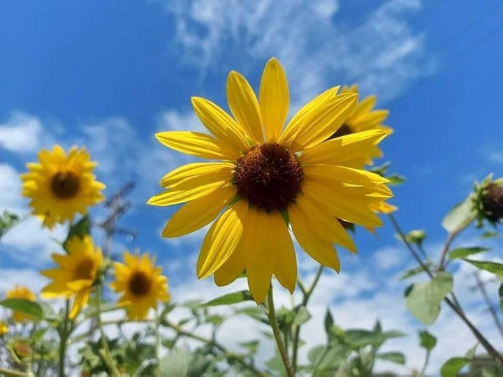 Dark Yellow Mini Sunflower Seeds for Planting – Premium Quality, Heirloom & Non-GMO Seeds for Home Garden