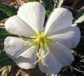 White Oenothera Flower Seeds for Planting – Heirloom, Non-GMO, High Germination Organic Garden Seeds