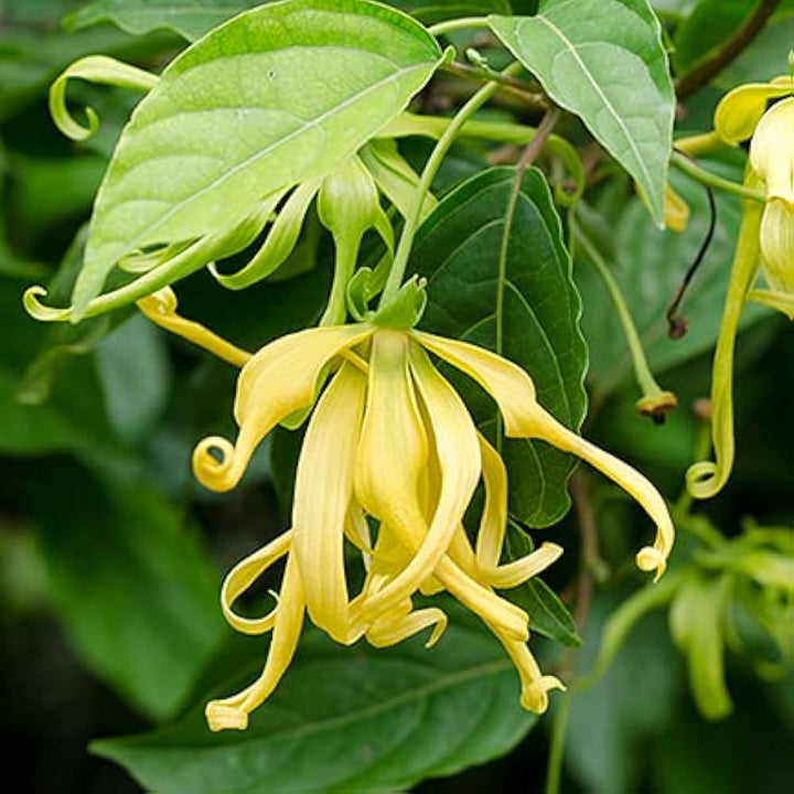 Cananga Odorata Flower Seeds for Planting – Heirloom Non-GMO, High Germination Organic Garden Seeds