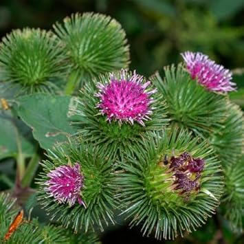 Granjas Bardana Flower Seeds for Planting – Heirloom, Non-GMO, High Germination Organic Garden Seeds