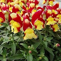 Flower Seeds, Seeds,Seeds For Planting,Plant Seeds
