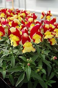 Flower Seeds, Seeds,Seeds For Planting,Plant Seeds