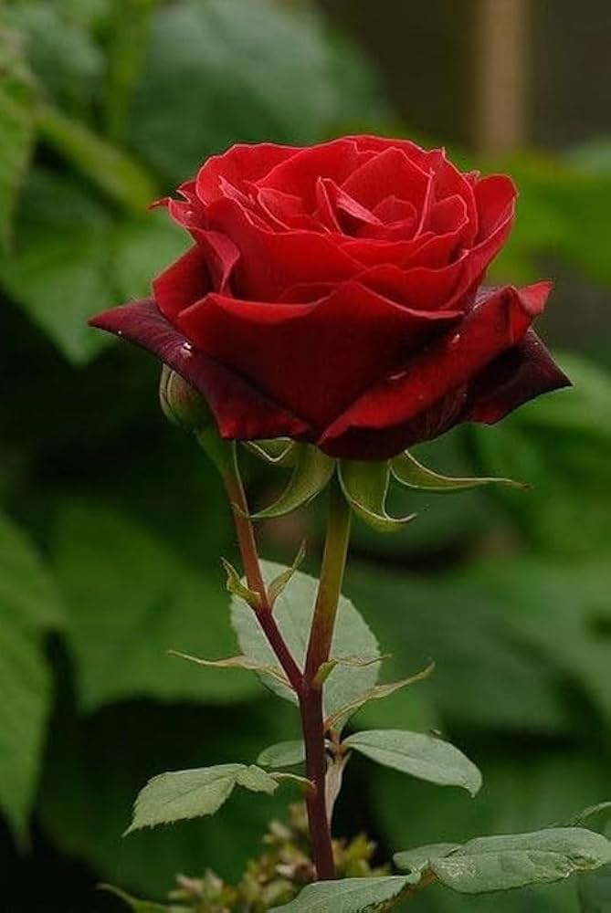 Rose Flower seeds for Planting – Easy to Grow Heirloom Non-GMO Organic Garden Seeds