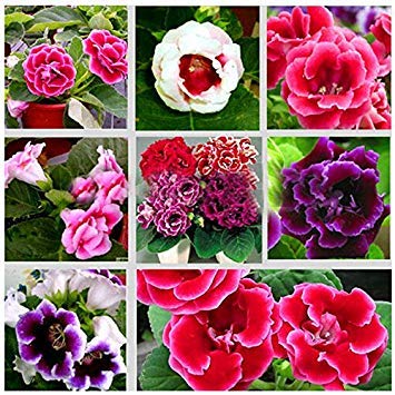 Aubrieta Flower Seeds for Planting Multi-Colors – Heirloom, Non-GMO, High Germination Organic Garden Seeds