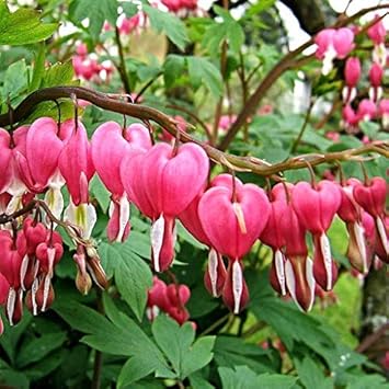 Flower Seeds, Seeds,Seeds For Planting,Plant Seeds