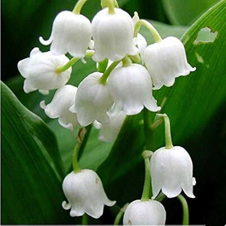 Flower Seeds, Seeds,Seeds For Planting,Plant Seeds