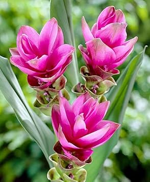 Flower Seeds, Seeds,Seeds For Planting,Plant Seeds