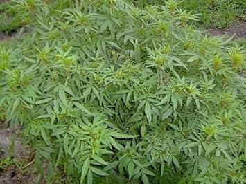 Herb Seeds,Garden seeds, Seeds For Planting,Plant Seeds