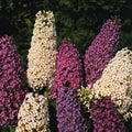 Mixed Buddleia Flower Seeds for Planting – Heirloom, Non-GMO, High Germination Organic Garden Seeds