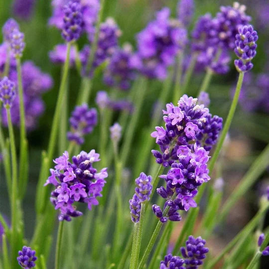 Lavender Fragrant Flower Seeds for Planting – Heirloom, Non-GMO, High Germination Organic Garden Seeds