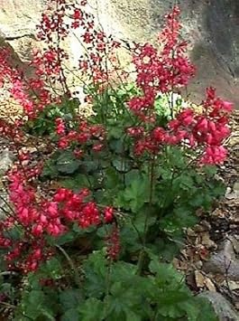 Flower Seeds, Seeds,Seeds For Planting,Plant Seeds