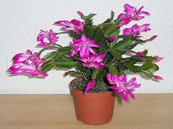 Flower Seeds, Seeds,Seeds For Planting,Plant Seeds