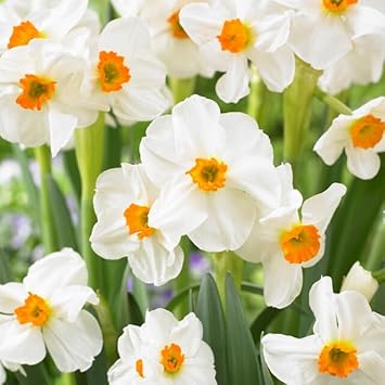 Flower Seeds, Seeds,Seeds For Planting,Plant Seeds