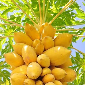 Fruit Seeds,Garden seeds, Seeds For Planting,Plant Seeds