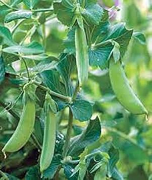 Vegetable Seeds,Garden seeds, Seeds For Planting,Plant Seeds