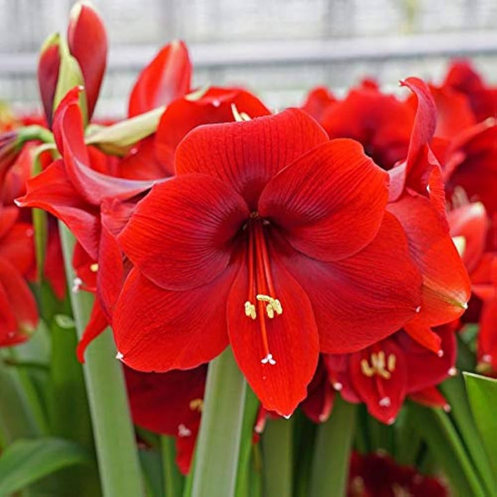 Red Amaryllis Flower Seeds for Planting – Heirloom Non-GMO High Germination Organic Garden Seeds