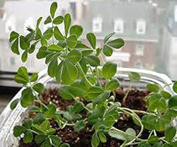Herb Seeds,Garden seeds, Seeds For Planting,Plant Seeds
