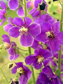 Flower Seeds, Seeds,Seeds For Planting,Plant Seeds