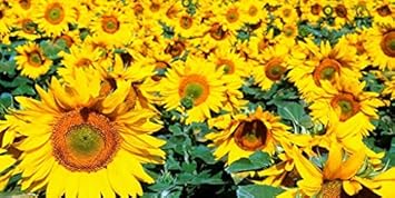 Flower Seeds, Seeds,Seeds For Planting,Plant Seeds