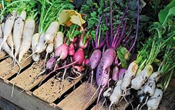 Vegetable Seeds,Garden seeds, Seeds For Planting,Plant Seeds