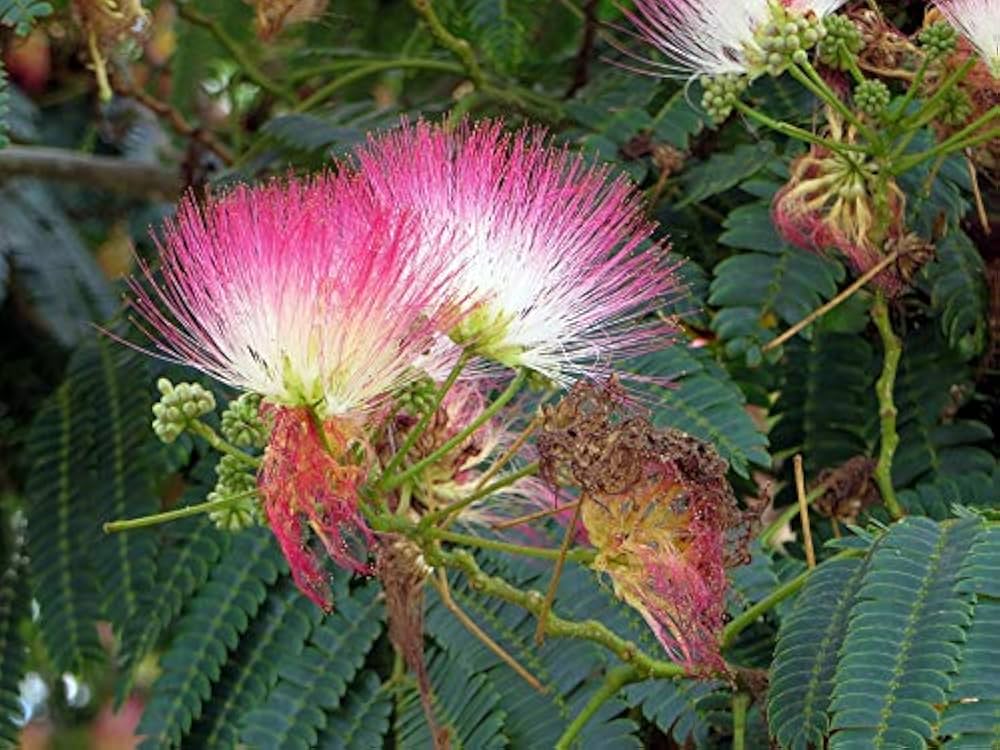 Albizia Julibrissin Flower Seeds for Planting – Heirloom, Non-GMO, High Germination Organic Garden Seeds