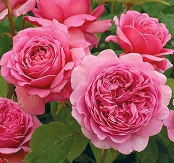 Flower Seeds, Seeds,Seeds For Planting,Plant Seeds