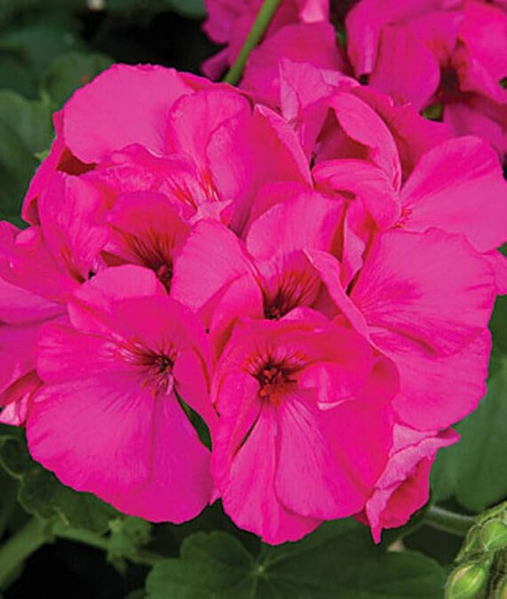 Pink Geranium Flores Perennial Flower Seeds for Planting – Heirloom, Non-GMO, Seasonal Bloomer Organic Seeds