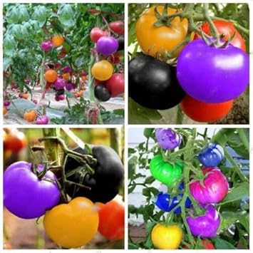 Vegetable Seeds,Garden seeds, Seeds For Planting,Plant Seeds